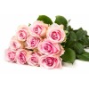 Avalanche+ - Roze rozen - 24 stuks