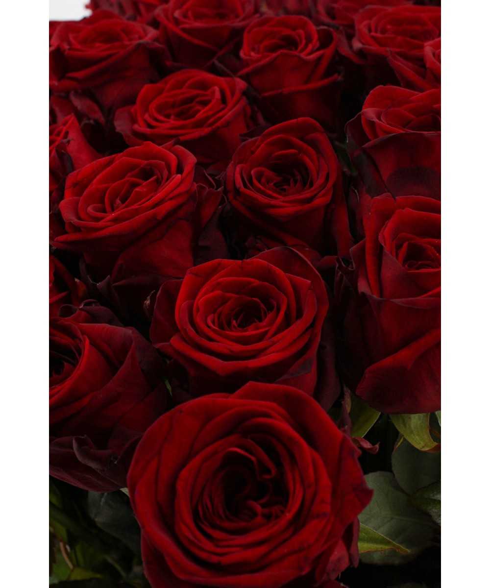 Red Naomi! - Rode rozen - 60 stuks REGULAR