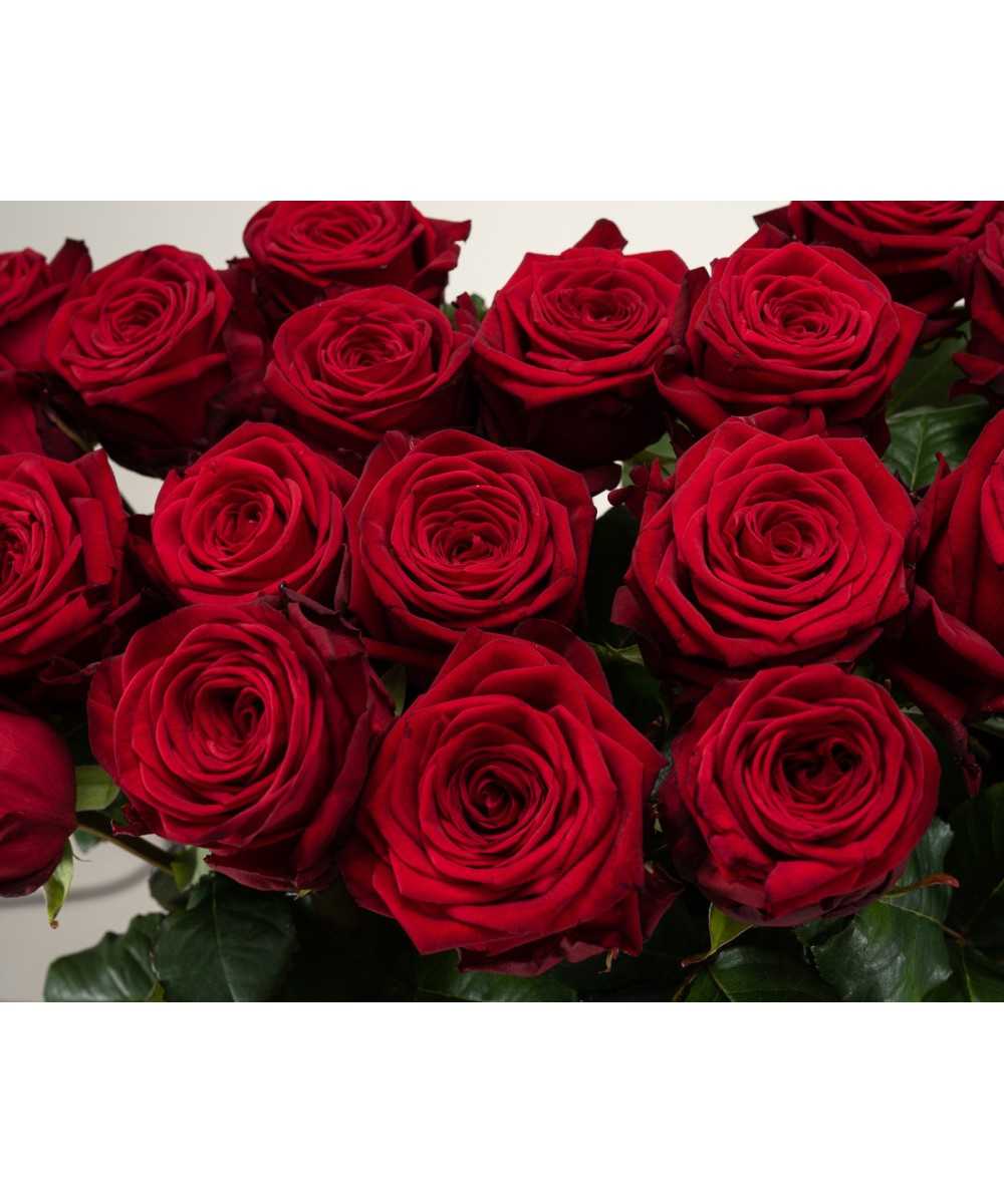 Veraangenamen amateur geweer 24 rode rozen kopen?