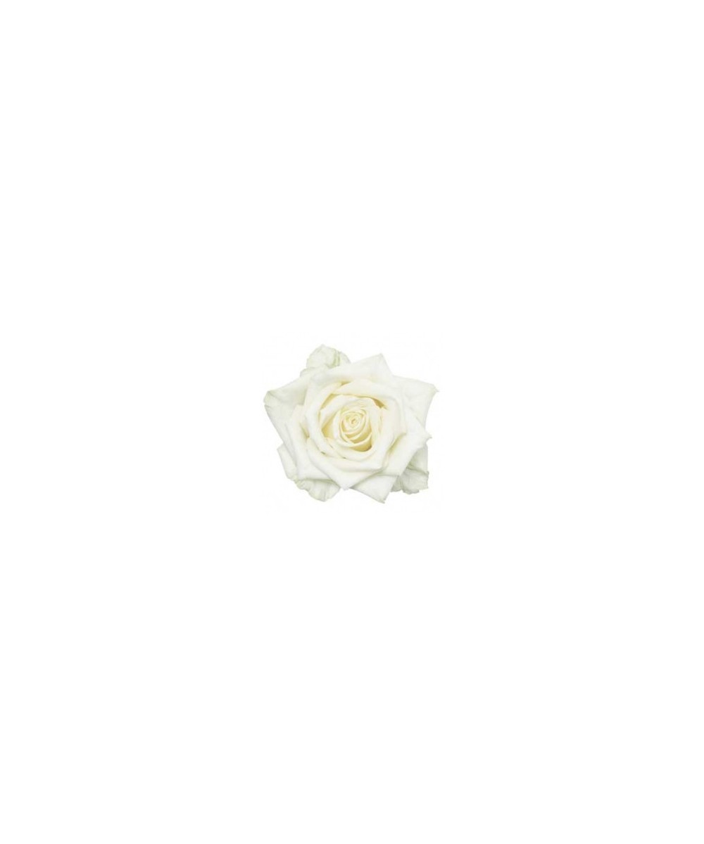 White Naomi - Witte rozen - 60 stuks