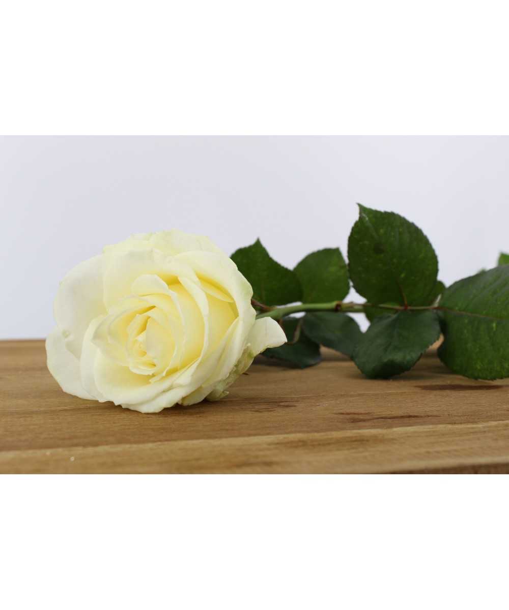 White Naomi - Witte rozen - 50 stuks