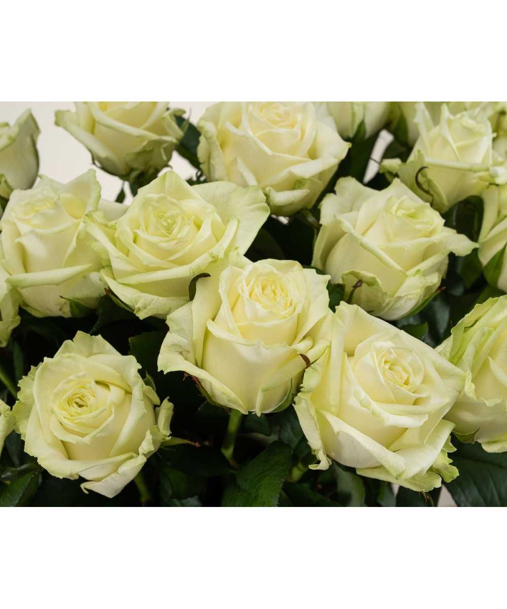 White Naomi - Witte rozen - 24 stuks