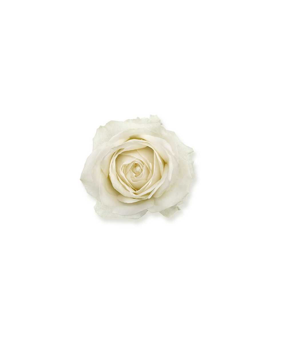 Avalanche+ - Witte rozen - 60 stuks