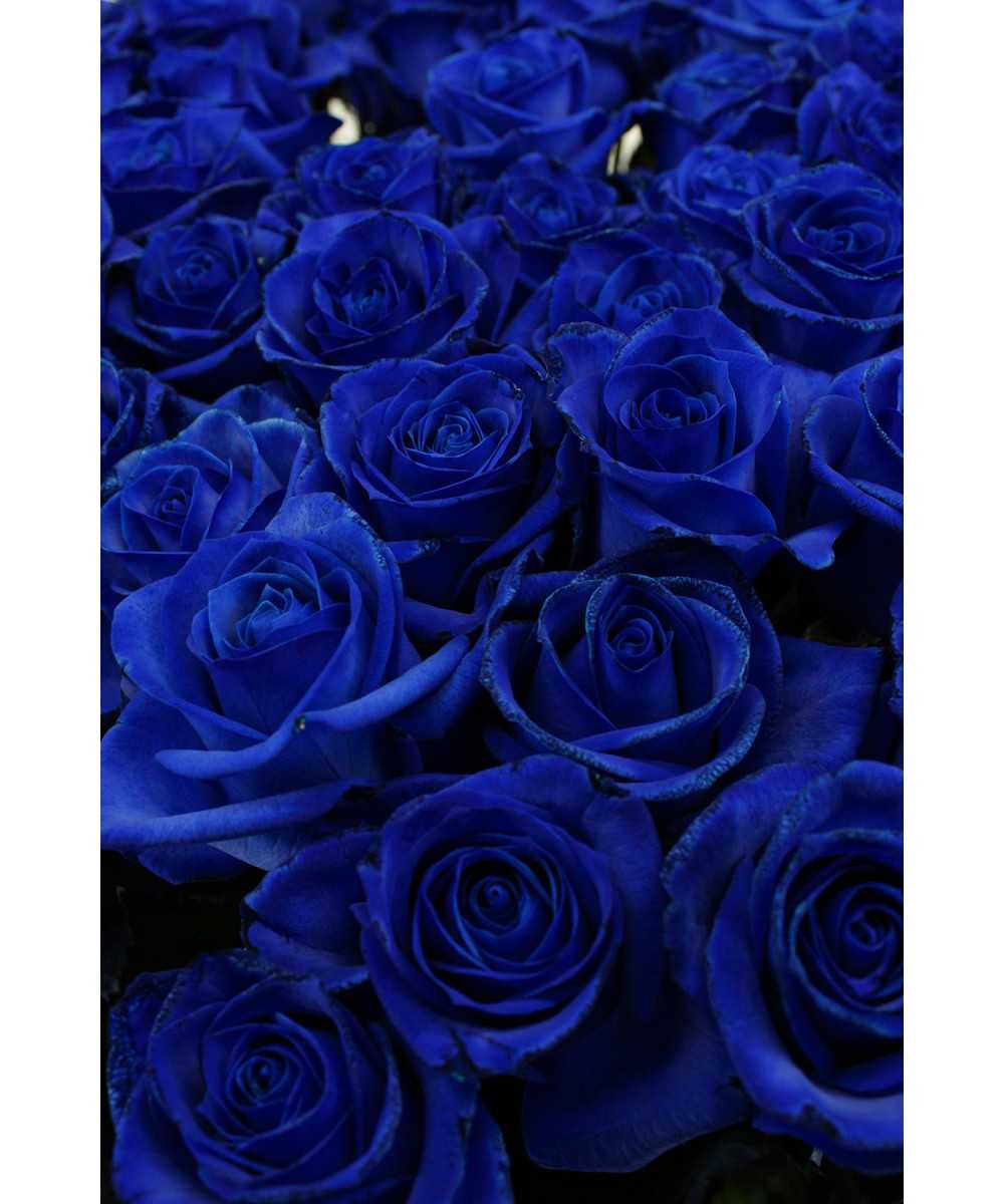 Vendela - Blauwe rozen - 50 stuks
