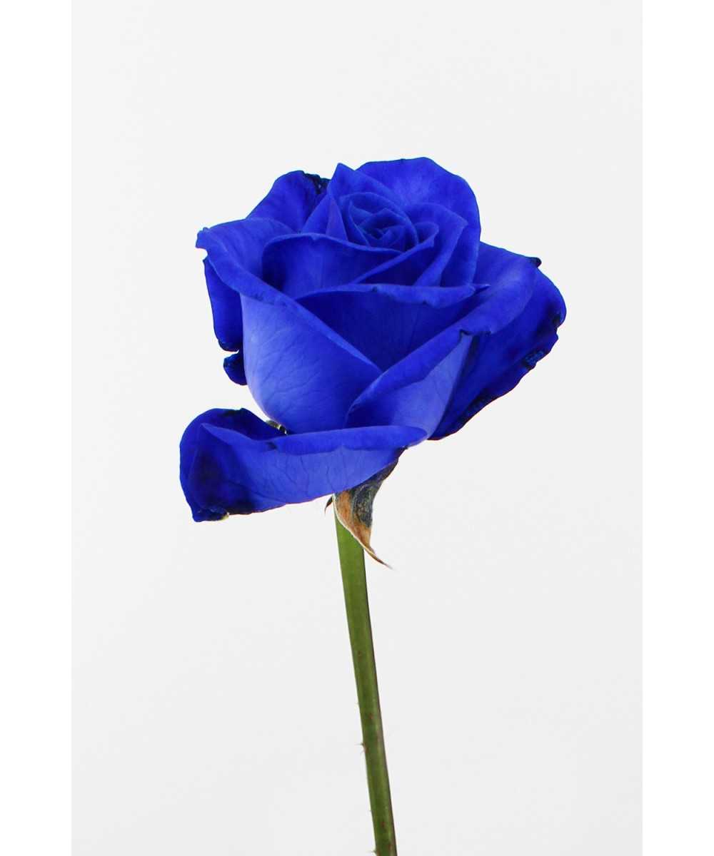 Vendela - Blauwe rozen - 1 stuk