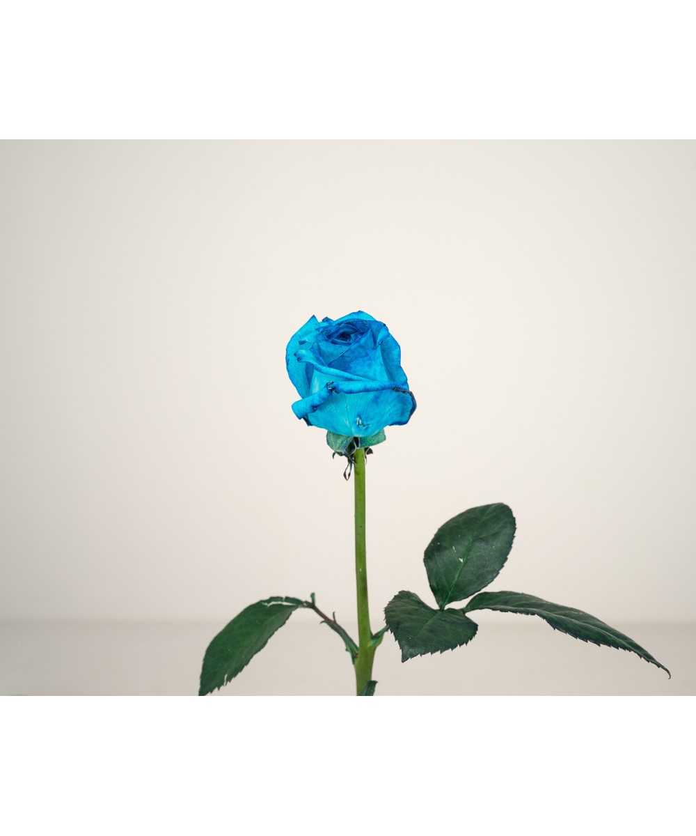Vendela - Licht blauwe rozen -  1 stuk