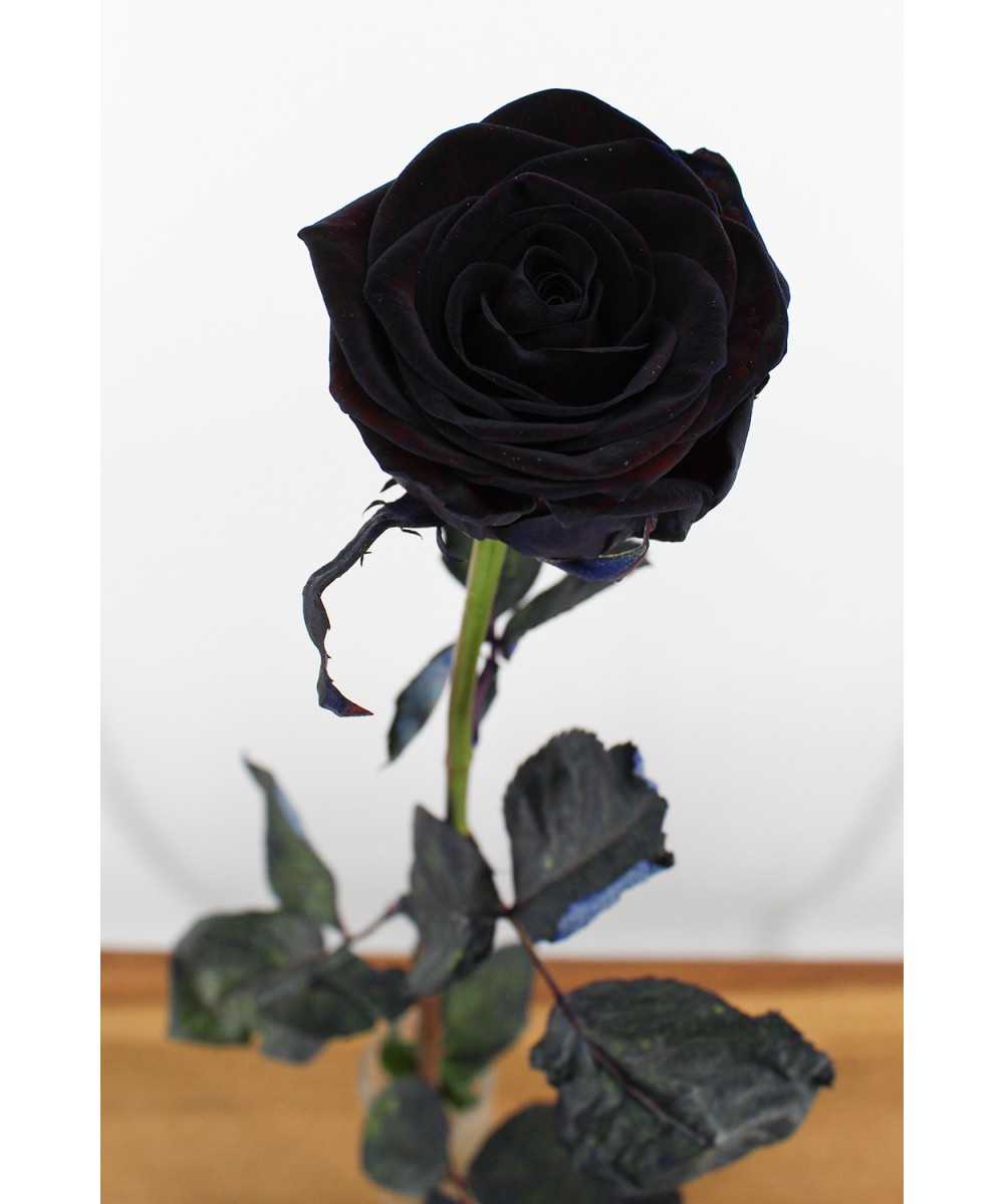 Red Naomi - Zwarte rozen - 1 stuk