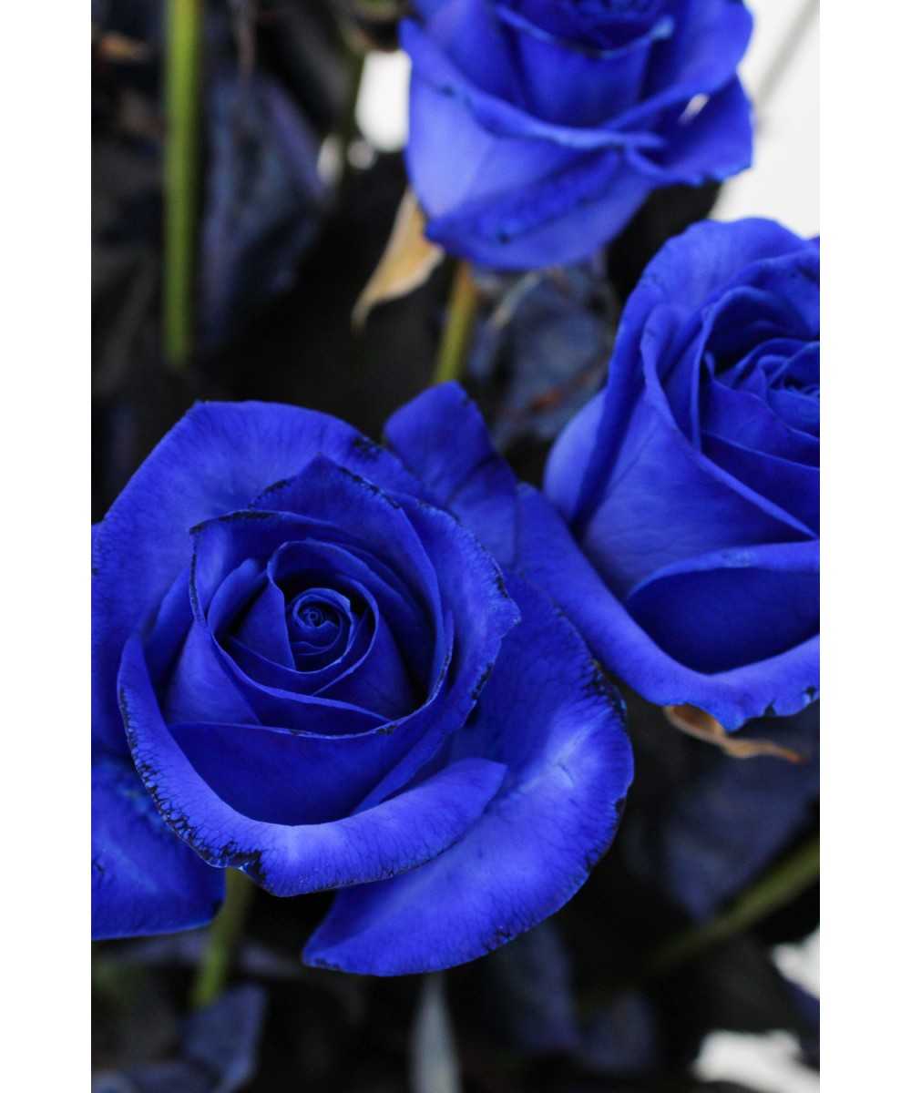 12 blauwe rozen