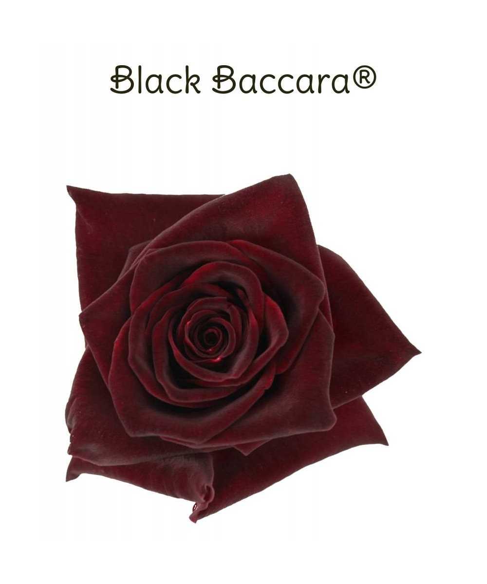 Black Baccara - Rode Rozen - 50 stuks