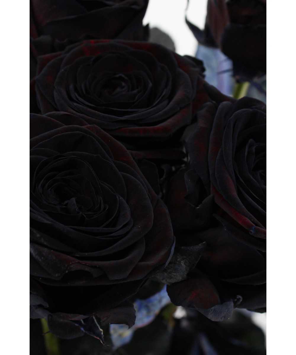 Red Naomi - Zwarte rozen - 12 stuks