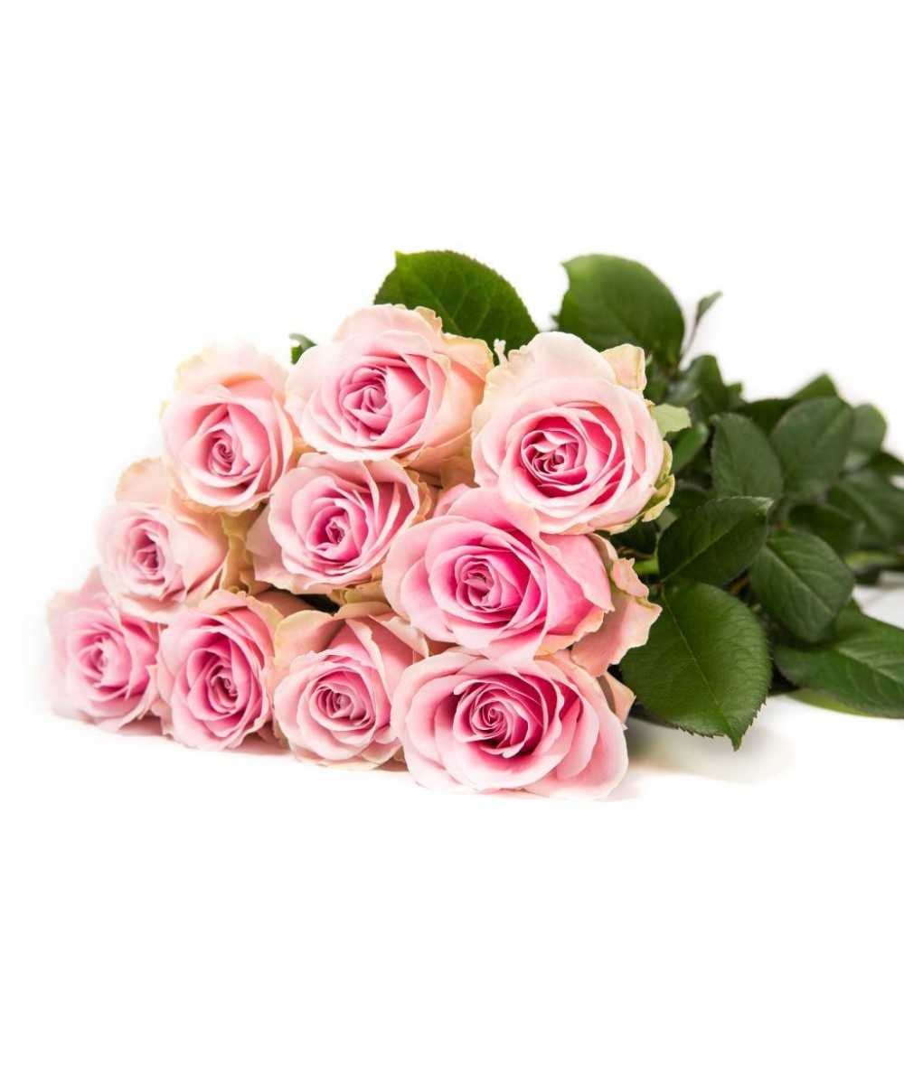 Avalanche+ - Roze rozen - 12 stuk