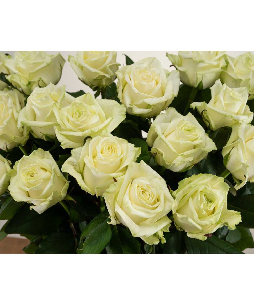White Naomi - Witte rozen - 12 stuk