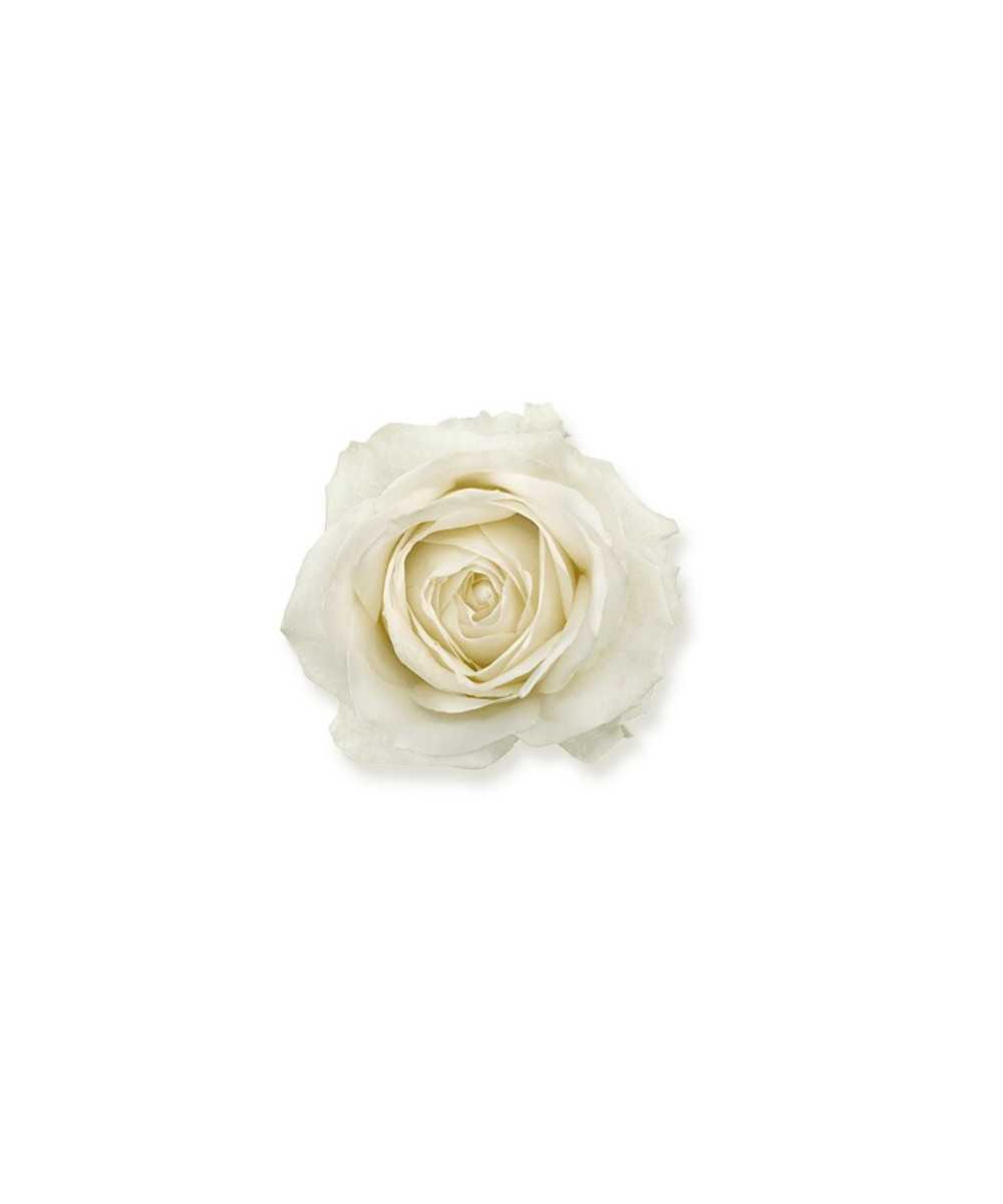 Avalanche+ - Witte rozen - 1 stuk