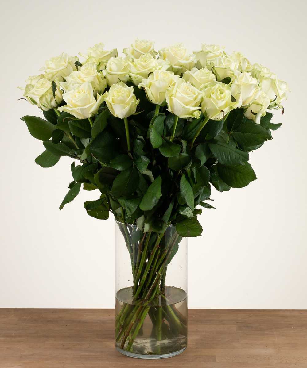 White Naomi - White roses -...