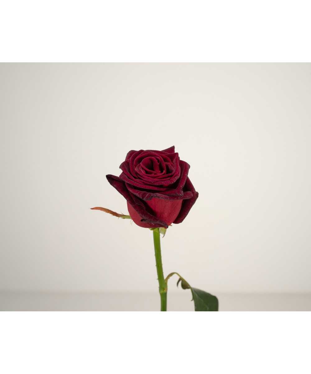 Vrouw Teleurgesteld Wonen Online rozen bestellen en laten bezorgen