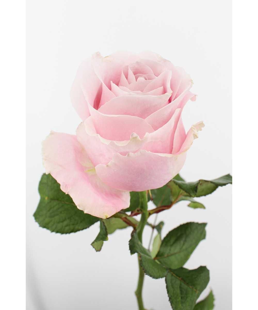 Avalanche+ - Roze rozen - 1 stuk