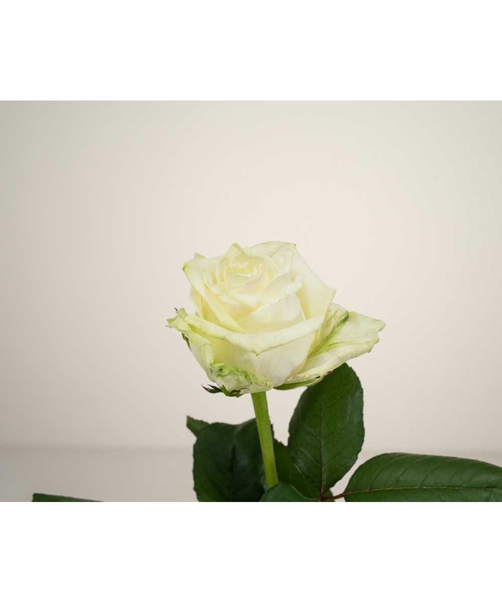 White Naomi - Witte rozen - 1 stuk