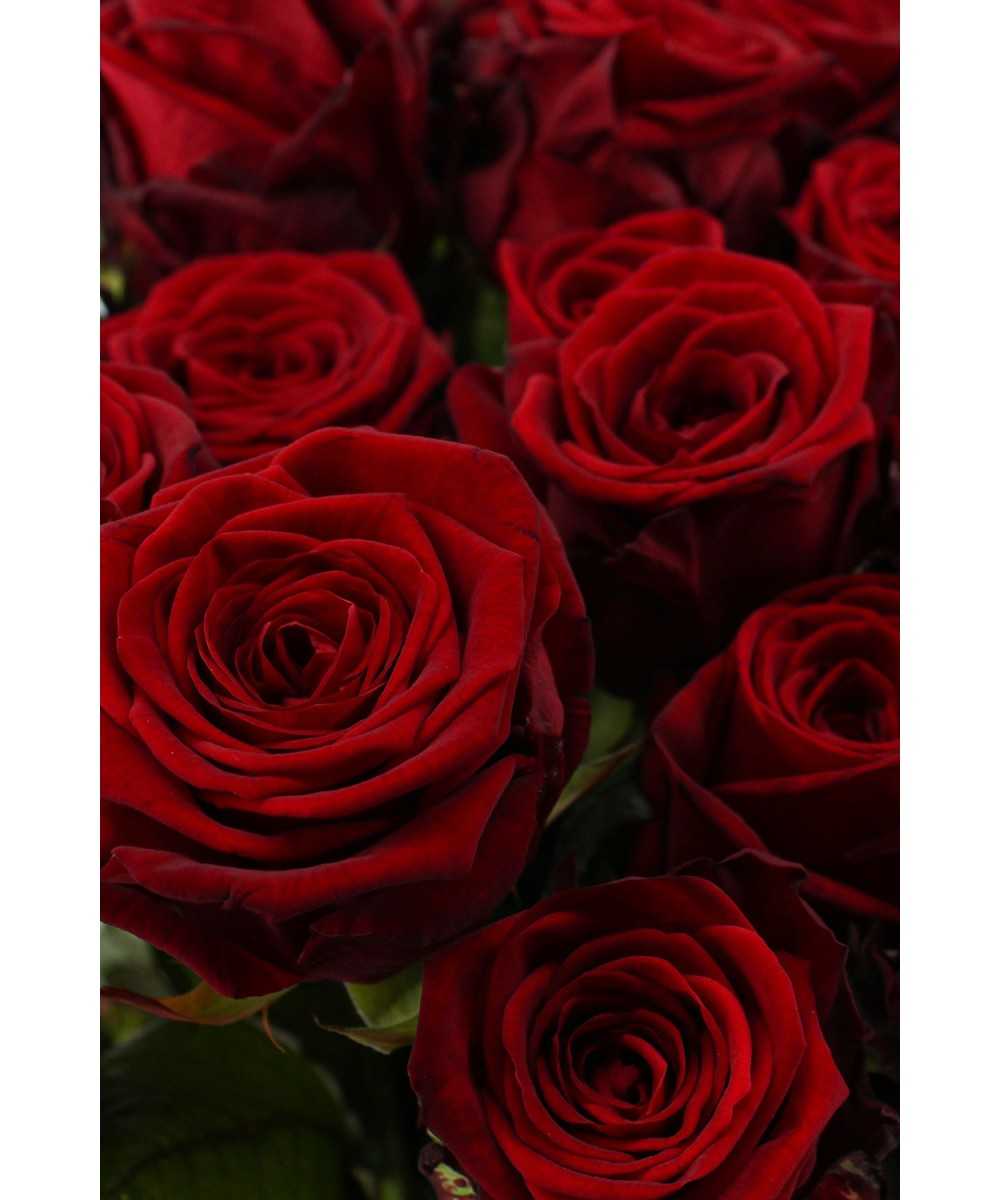 Red Naomi! - Rode rozen - 100 stuks REGULAR