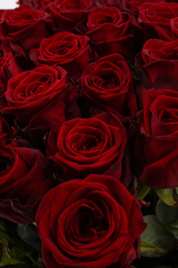 Red Naomi! - Rode rozen - 60 stuks REGULAR
