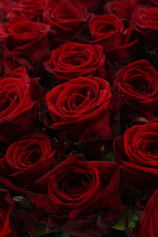 Red Naomi! - Rode rozen - 50 stuks REGULAR