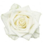 White Naomi - Witte rozen - 60 stuks