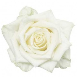 White Naomi - Witte rozen - 60 stuks