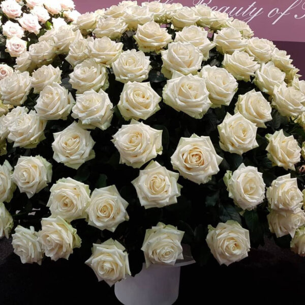 White Naomi - Witte rozen - 60 stuks