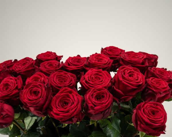 Red Naomi! - Rode rozen - 24 stuks REGULAR