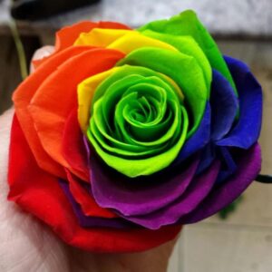 Vendela - Regenboog rozen - 1 stuk