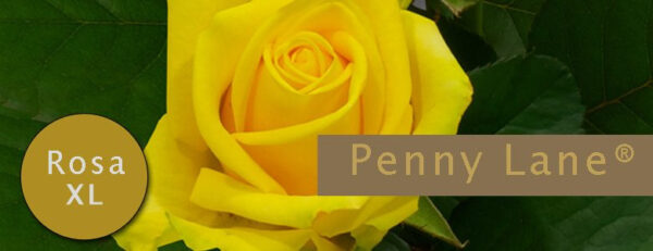 Penny Lane