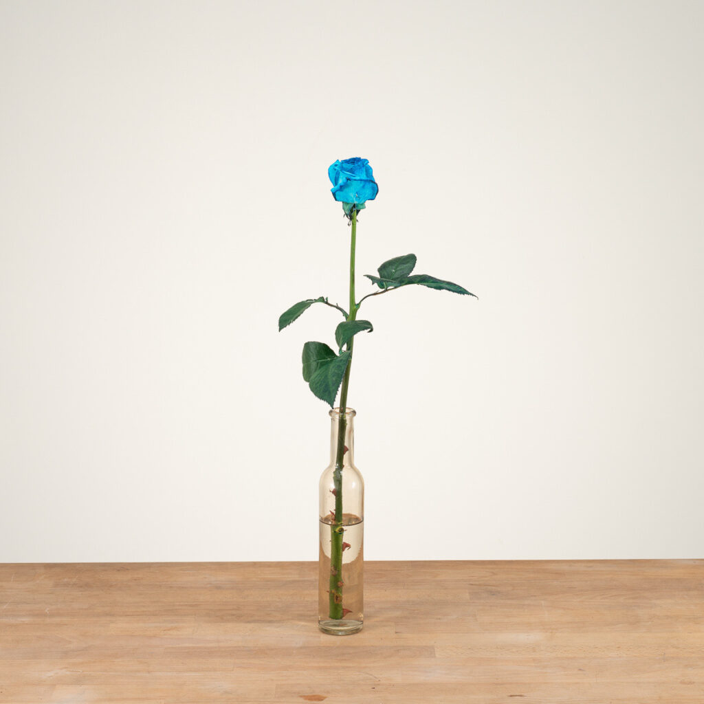 Vendela - Licht blauwe rozen -  1 stuk