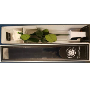 Roos Longlife Wit / Rood op steel 30cm