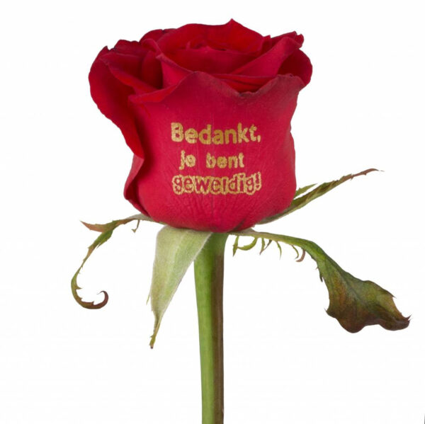 Bedrukte rode rozen