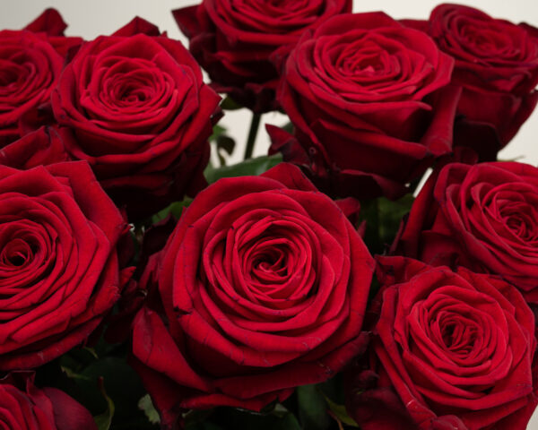 Red Naomi! - Rode rozen - 12 stuks REGULAR