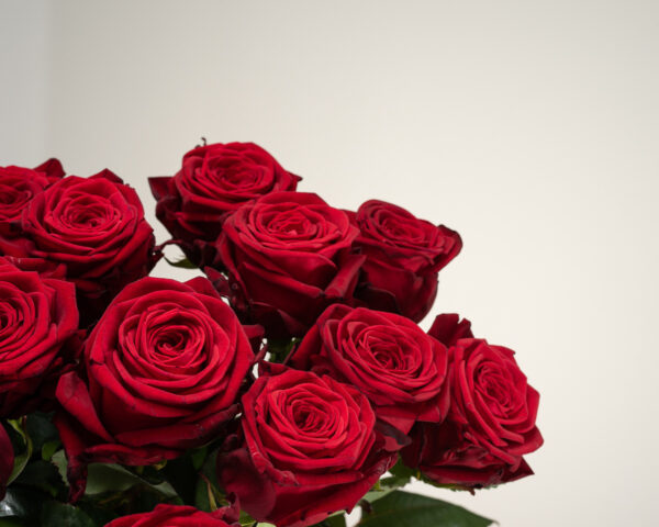 Red Naomi! - Rode rozen - 12 stuks REGULAR