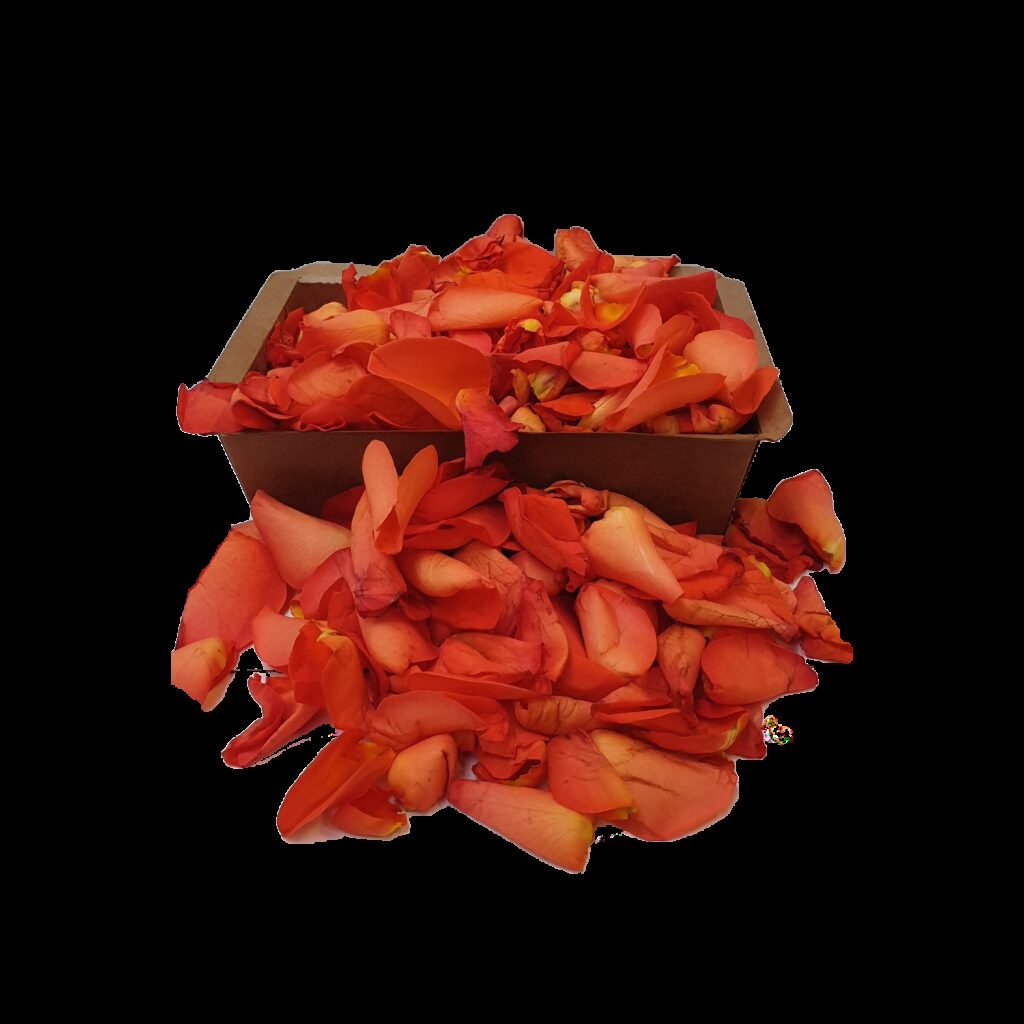 Rose petals Orange