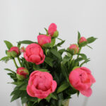 Pioen rozen 10 stuks