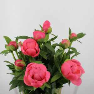 Pioen rozen 10 stuks