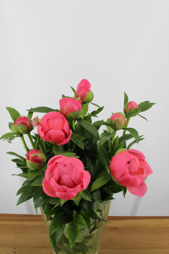 Pioen rozen 10 stuks