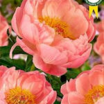 Pioen rozen 10 stuks (kies je kleur)