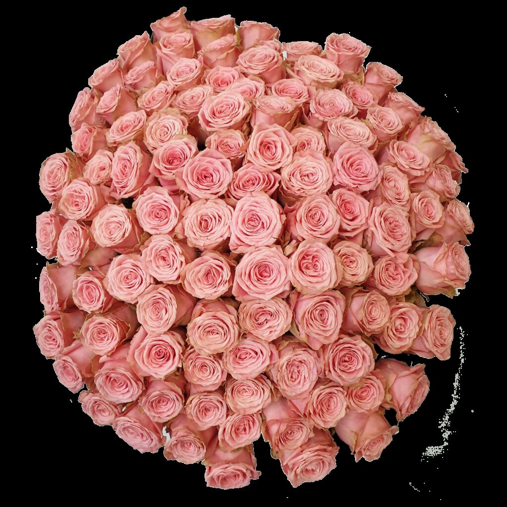 100 Sophia Loren Rozen