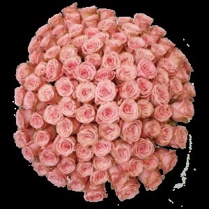 100 Sophia Loren Rozen