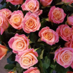 Rozen aanbieding van de week - Verrassing bos met 20 rozen 60-70cm