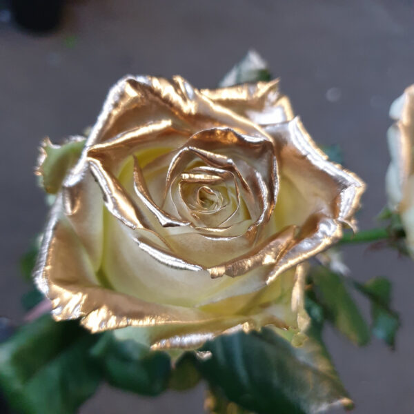 White Naomi - Gold paint