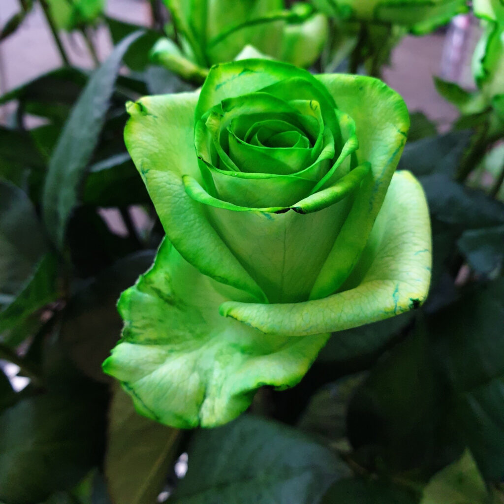 Groene rozen