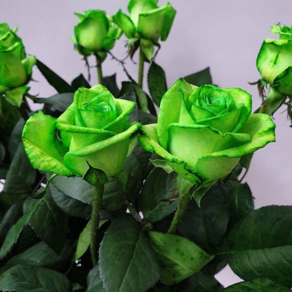 Groene rozen