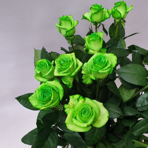 Groene rozen