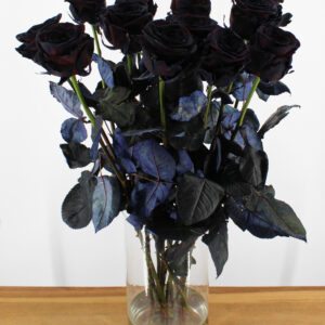 Red Naomi - Zwarte rozen - 12 stuks