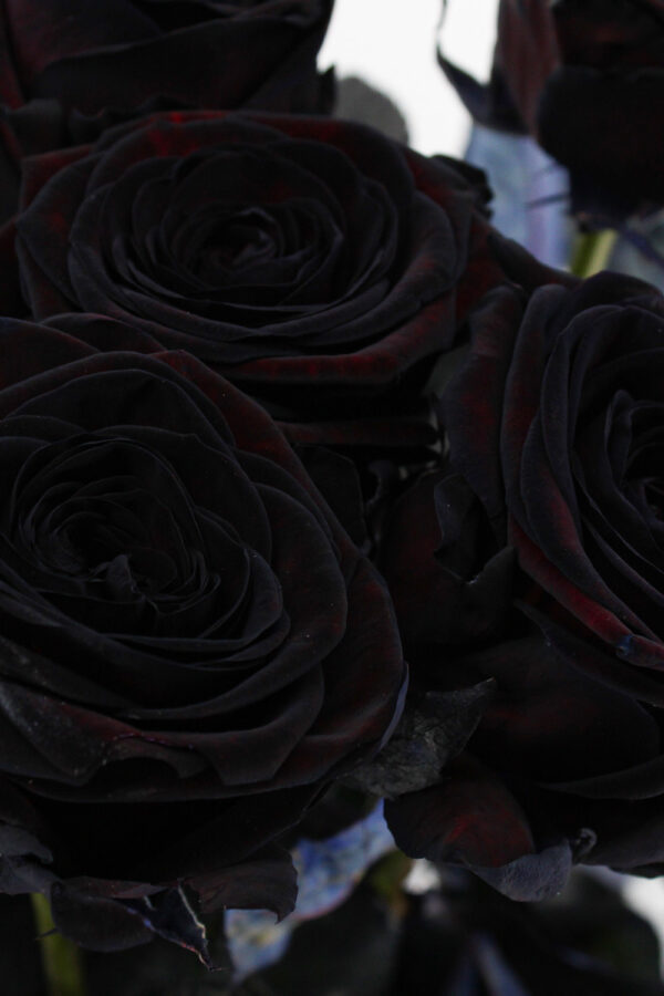 Red Naomi - Zwarte rozen - 12 stuks