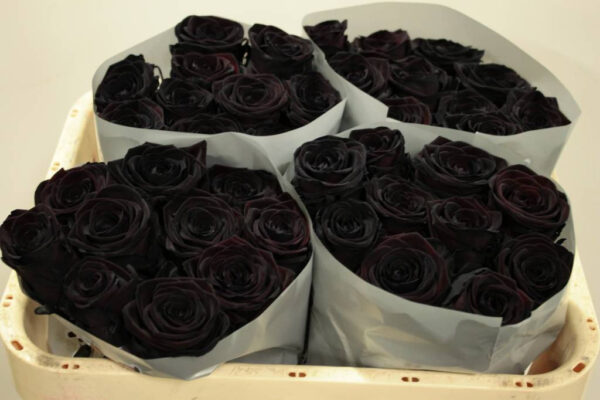 Red Naomi - Zwarte rozen - 24 stuks